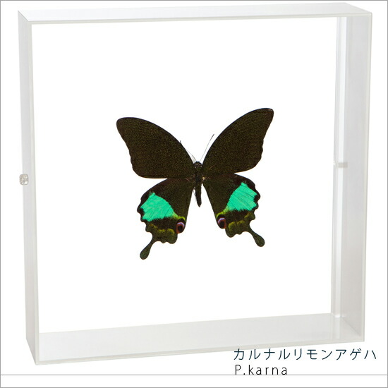 昆虫標本 蝶の標本 カルナルリモンアゲハ アクリルフレーム 20cm角 白