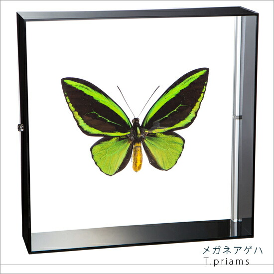 昆虫標本 蝶の標本 メガネアゲハ アクリルフレーム 20cm角 黒