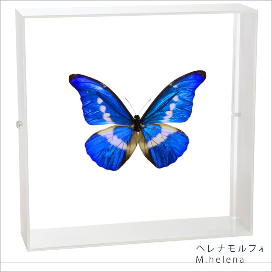 楽天市場】昆虫標本 蝶の標本 キプリスモルフォ アクリルフレーム 20cm 