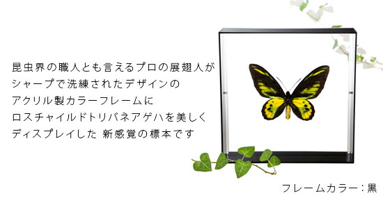 春夏新作 昆虫標本 蝶の標本 ロスチャイルドトリバネアゲハ アクリルフレーム 黒 Fucoa Cl
