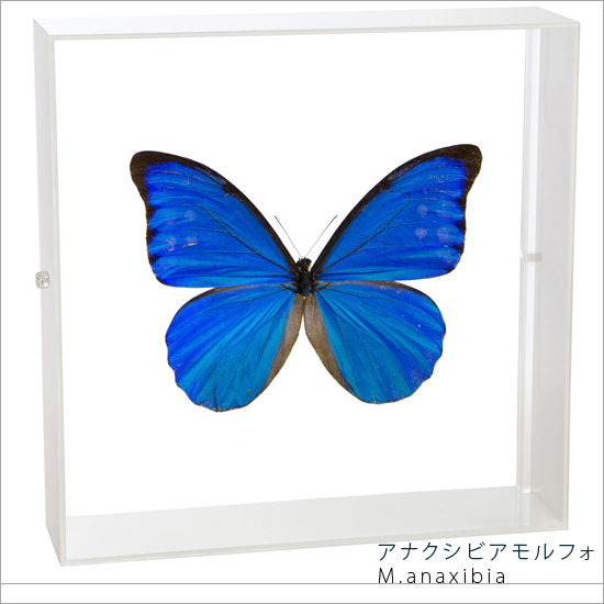 【楽天市場】昆虫標本 蝶の標本 ディディウスモルフォ アクリル 