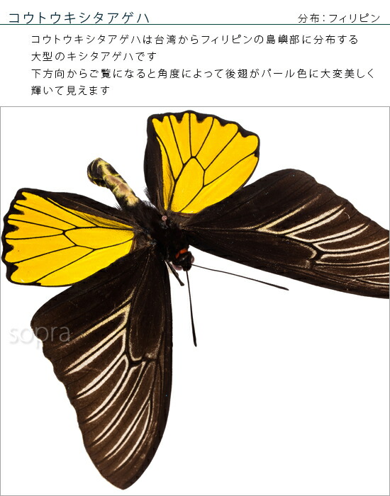 爆売り！】 昆虫標本 蝶の標本 コウトウキシタアゲハ アクリルフレーム 黒 fucoa.cl