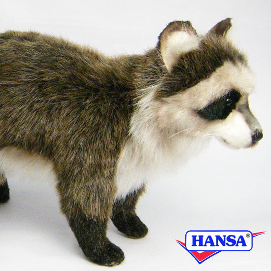 hansa raccoon