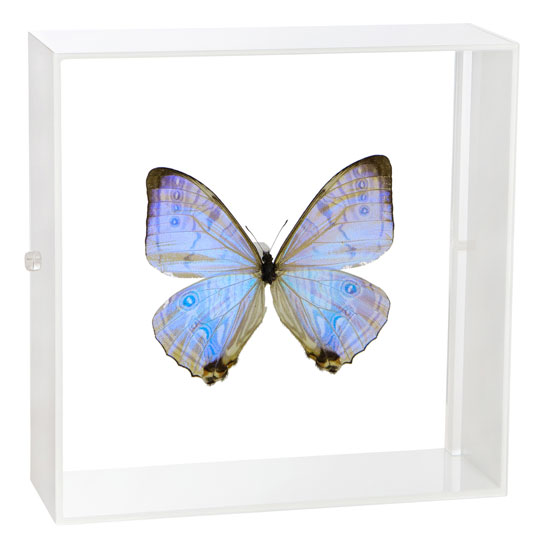 楽天市場】昆虫標本 蝶の標本 ポルティスモルフォ アクリルフレーム