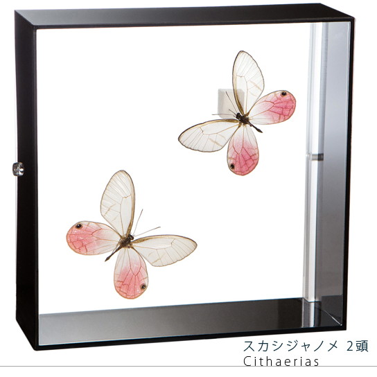 昆虫標本 蝶の標本 スカシジャノメ 2頭 アクリルフレーム 15cm角 黒