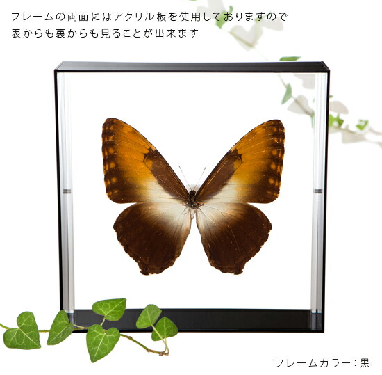 昆虫標本 蝶の標本 ヘクバモルフォ アクリルフレーム 白 Deerfieldtwpportage Com