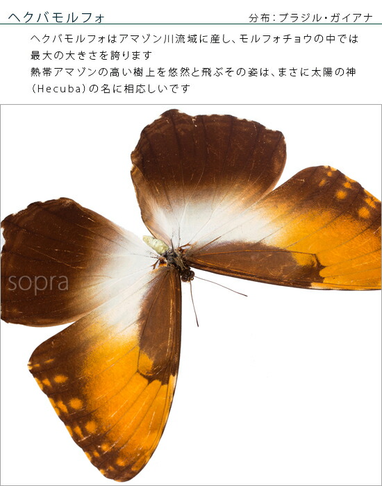 昆虫標本 蝶の標本 ヘクバモルフォ アクリルフレーム 白 Deerfieldtwpportage Com