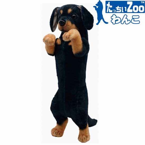楽天市場】たっちぃZoo わんこ ミニチュアダックスフンド たっち