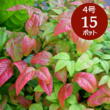 オタフクナンテン 苗 12cmポット(4寸) 15個 セット 紅葉 お多福南天 おたふくなんてん カラーリーフ 低木 常緑 大量 市場直送 苗市場直送 送料無料 お得 ケース販売 まとめ買い 15株 4号 苗木 植木 庭木 生垣用 目隠し 生け垣 お多福南天 紅葉 外構 エクステリア 庭 ［H］