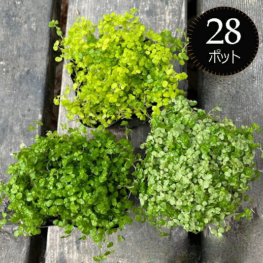 楽天市場】多肉植物 エンジェルティアーズ（錦：斑入り） 2.5号 ポット
