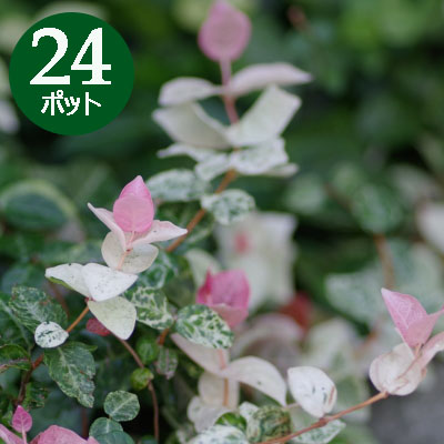 楽天市場 グランドカバー 苗 ハツユキカズラ 初雪カズラ 24個 セット 3寸 3号 9cmポット 秋のお庭を鮮やかに カラーリーフ 苗 グランドカバー ケース販売 敬老の日 ソラニワ