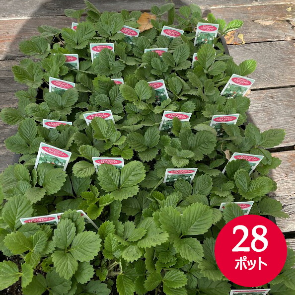 楽天市場】ワイルドストロベリー ゆうびスイーツ苗 ジャパンフラワー