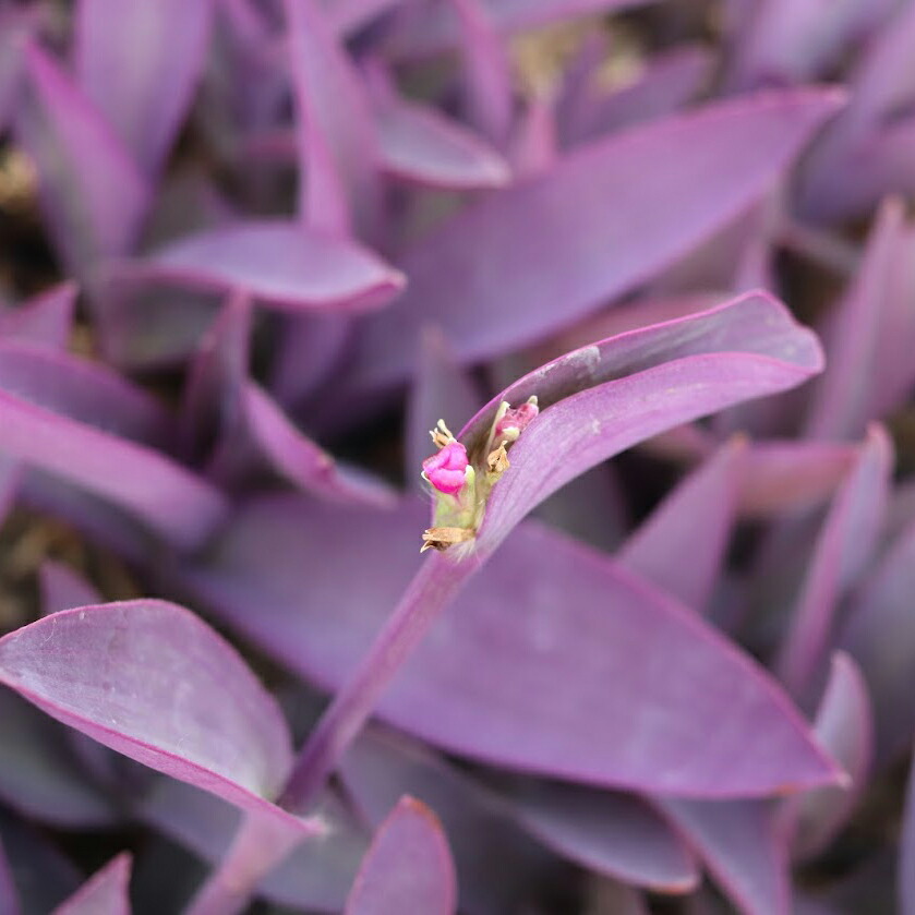 市場 セトクレアセア 紫御殿 パープルハート ムラサキゴテン