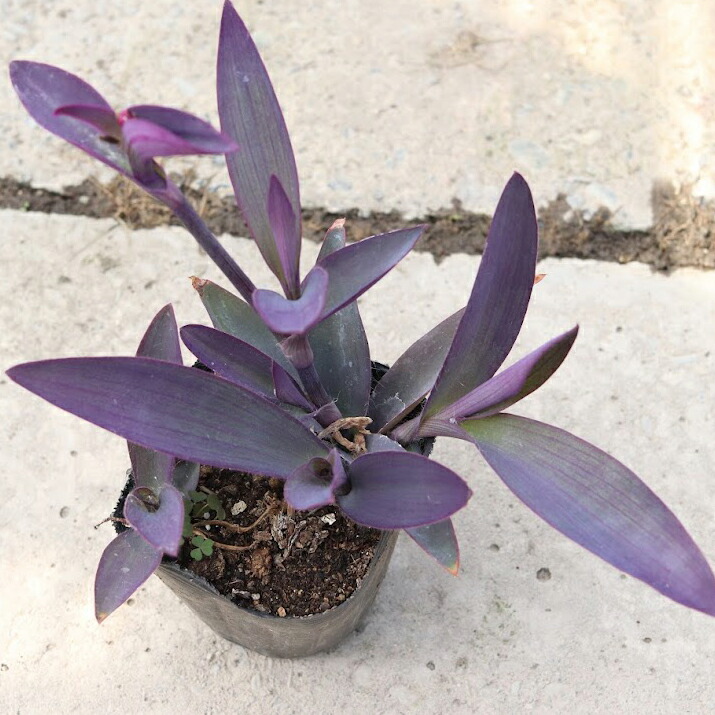 市場 セトクレアセア 紫御殿 パープルハート ムラサキゴテン