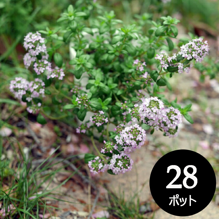 楽天市場】フイリヤブラン 苗 斑入りヤブラン 10.5cmポット(3.5寸) 24