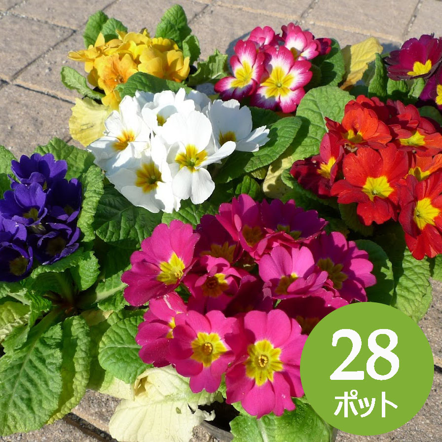 楽天市場 花苗 プリムラ ジュリアン 28個 セット 3寸 3号 9cmポット カラーミックス ケース販売 冬の花壇 ソラニワ