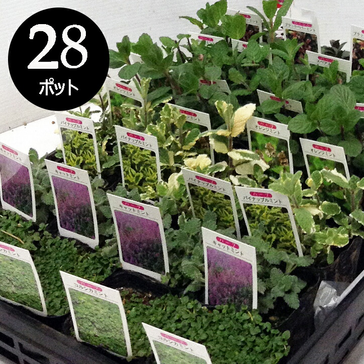 [リピート多数 在庫あり ] M0T7J2912G4 (M0T7J2912G4)