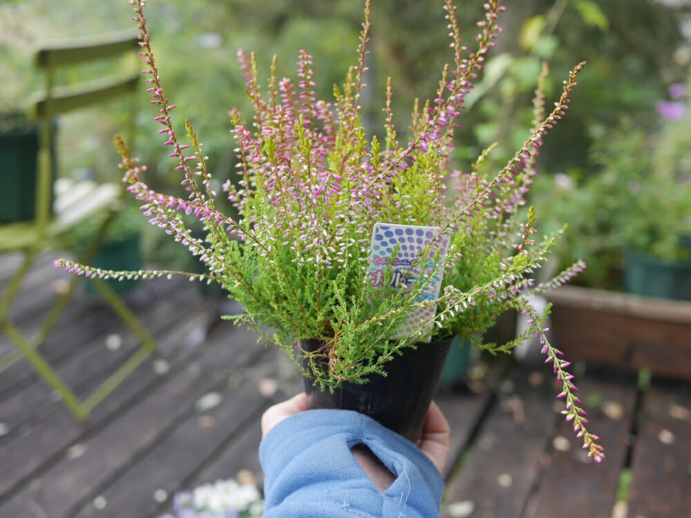 91 Off 10 11より発送開始予定 カルーナ ガーデンガールズ 花苗 3寸 3号 9cmポット 28個 セット おすすめ エリカ ヒース 寄せ植え Www Ilshospitals Com