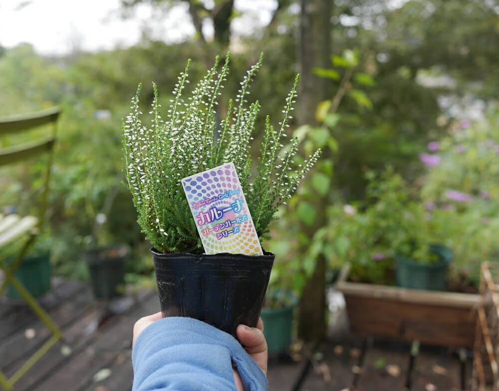 91 Off 10 11より発送開始予定 カルーナ ガーデンガールズ 花苗 3寸 3号 9cmポット 28個 セット おすすめ エリカ ヒース 寄せ植え Www Ilshospitals Com