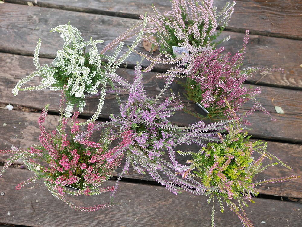 91 Off 10 11より発送開始予定 カルーナ ガーデンガールズ 花苗 3寸 3号 9cmポット 28個 セット おすすめ エリカ ヒース 寄せ植え Www Ilshospitals Com