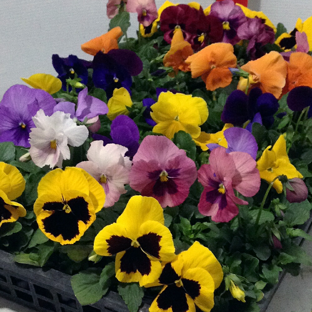 楽天市場 花苗 パンジー カラーミックス 40個 セット 3寸 3号 9cmポット ケース販売 ソラニワ
