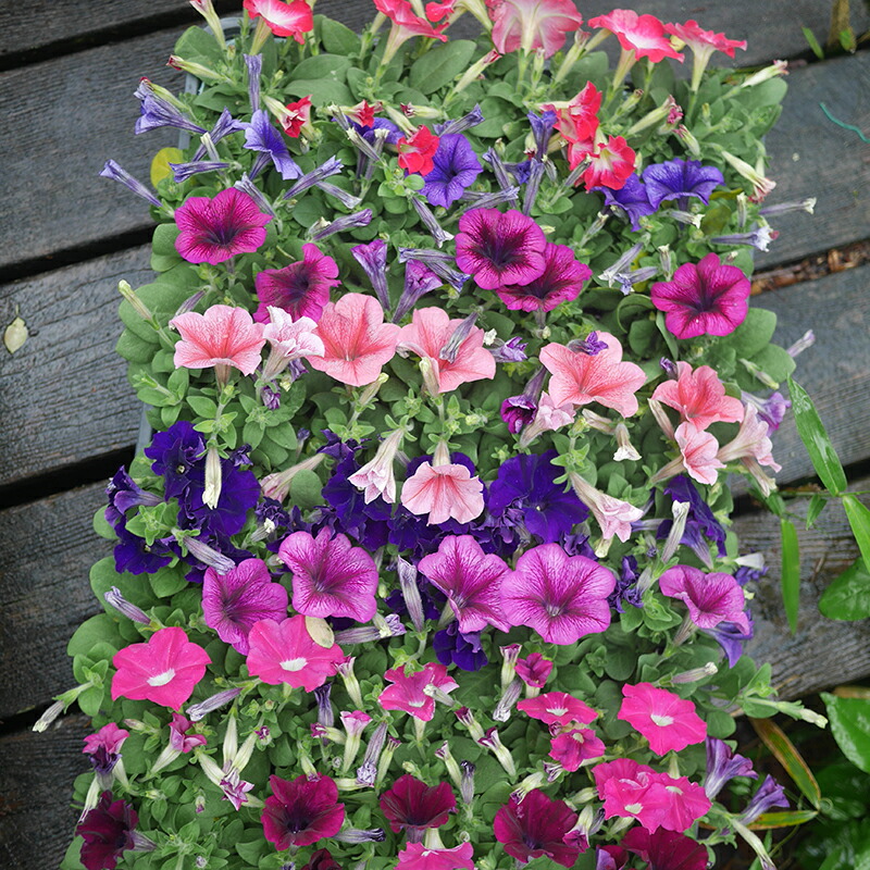 楽天市場 母の日着も可 花苗 ペチュニア カラーミックス 40個 3寸 セット 花苗 ケース販売 ペチュニア ソラニワ