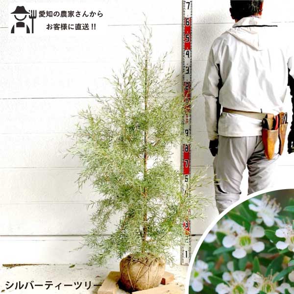 シルバー　ティーツリー 　レプトスペルマム　根巻き苗 樹高約1.4m　送料無料　植木　庭木　苗木　 シンボルツリー　フトモモ科　人気　常緑低木 オージープランツ　ドライガーデン　シルバーリーフ　常緑　［t］
