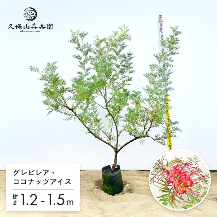 楽天市場】［生産者直送］フェイジョア 品種不明 根巻き苗 樹高約1.6m