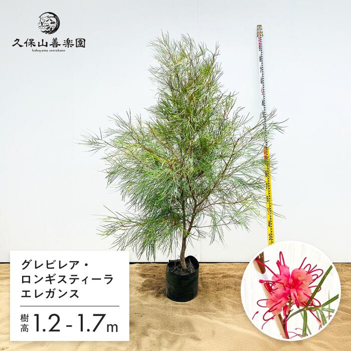 楽天市場】【現品発送】グレビレア バンクシー 8号樹高1.8-2.1m(鉢底