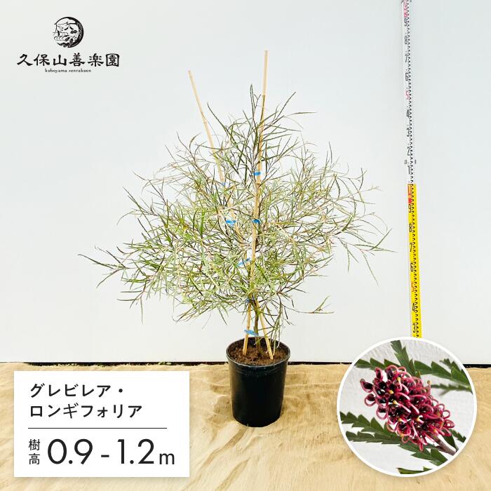 【直接取引】グレビリア・バンクシー　オージープランツ 楽天市場】【現品発送】グレビレア バンクシー 8号樹高1.8-2.1m(鉢底