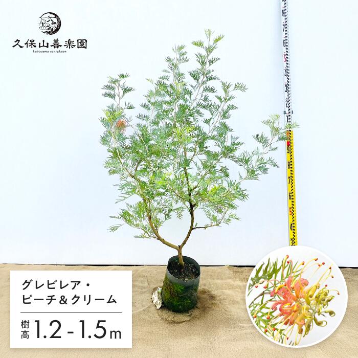 【直接取引】グレビリア・バンクシー　オージープランツ 楽天市場】【現品発送】グレビレア バンクシー 8号樹高1.8-2.1m(鉢底