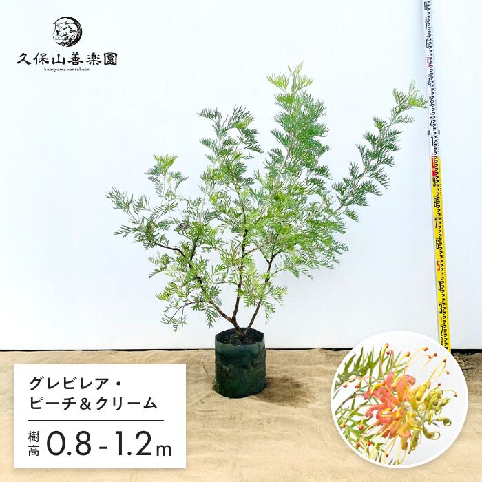 グレビレア・ピーチアンドクリーム 7号 3-4生苗 樹高0.8-1.2m 大苗 オージープランツ 苗木 シンボルツリー 人気 常緑低木 ネイティブプランツ オーストラリア 耐暑性 耐乾性 露地栽培 by 久保山善楽園［KB］