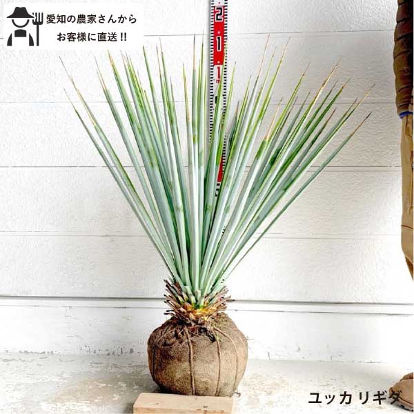 楽天市場】ユッカ リギダ ドライガーデン シルバー ロストラータ 丈夫
