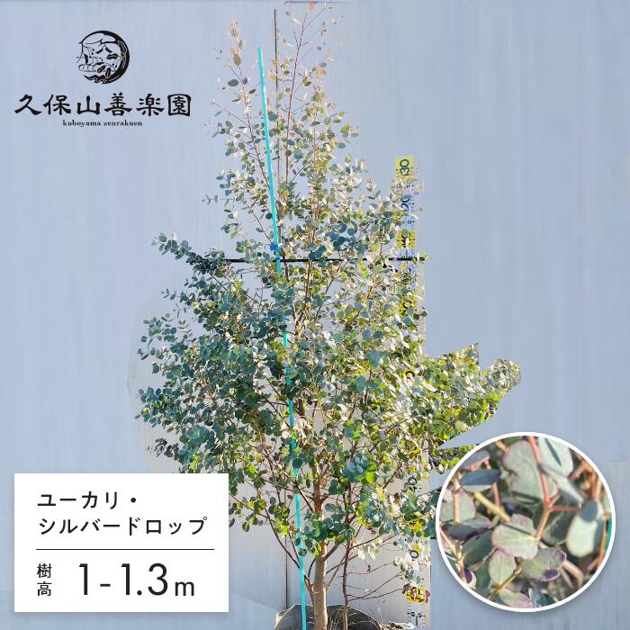 ポポラス しろがね色落っこちる 7-8号 樹高1-1.3m 大苗 オージープランツ 若木 記号天然木 一般受け 常緑かん木 ネイティブプランツ オーストラリア連邦 耐暑性 耐乾性 露地作りだす by 久保山善エデンの園［KB］