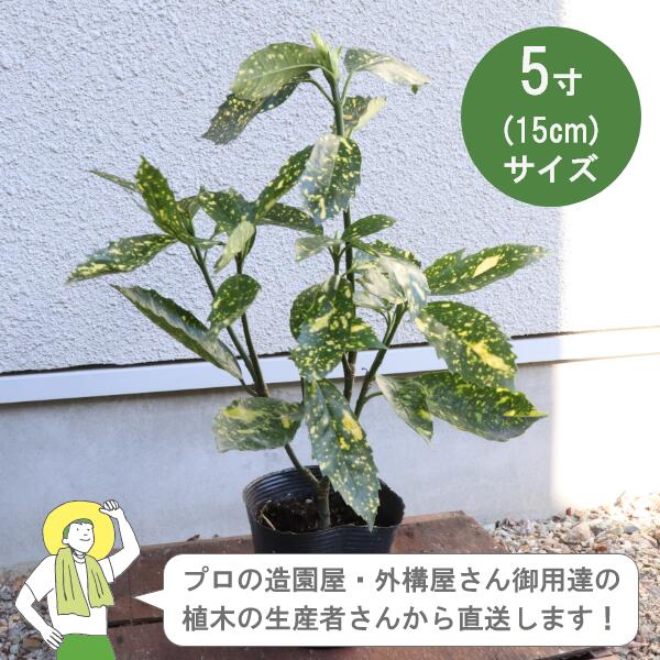 ［生み出すこと者直送］斑入りアオキ  斑入り  樹高約30糎 15糎ポット アオキバ 青木 植木 常緑かん木  植栽 アメリカヤマボウシ科［IO］