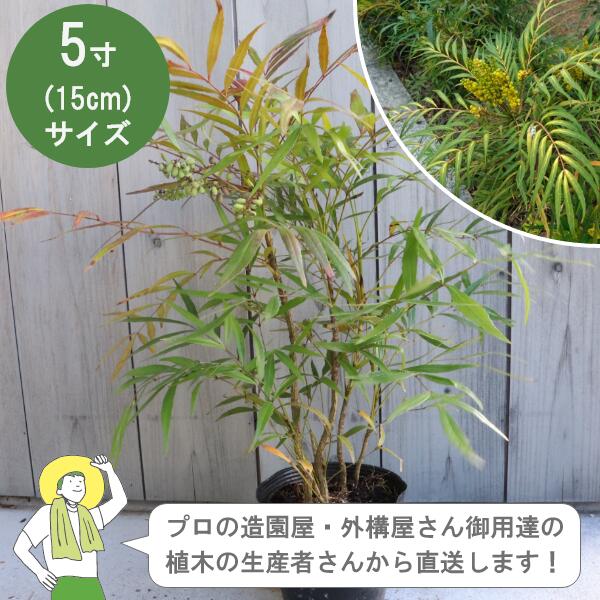 ［生み出すこと者直送］マホニア コンフューサ  樹高約30糎 15糎ポット 植木 常緑かん木  植栽 ［IO］