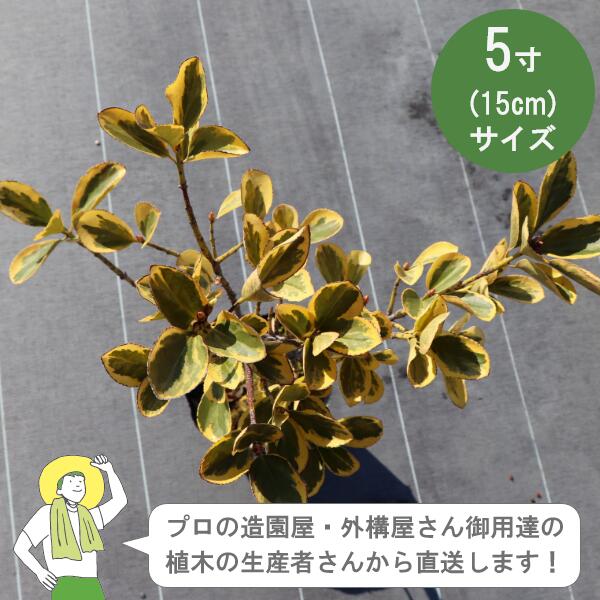 ［生産者直送］キンマサキ 樹高約40cm 15cmポット マサキ　カラーリーフ　植木　常緑小高木 植栽　生垣 ［IO］