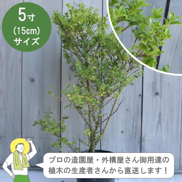 ［生み出すこと者直送］キンメツゲ  常緑 かん木  樹高約30珊 15珊ポット 生け垣 環堵 植木   植栽 梅擬き科［IO］