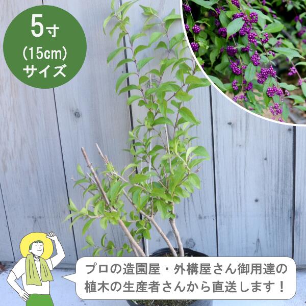 ［生み出すこと者直送］コムラサキシキブ  樹高約40珊 15珊ポット 3株生け垣 環堵 植木 落葉かん木  植栽 ［IO］