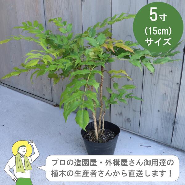 ［生み出すこと者直送］ヒイラギナンテン   常緑 かん木  樹高約30糎 15糎ポット  相図 柊 植木   植栽 メギ科 /［IO］