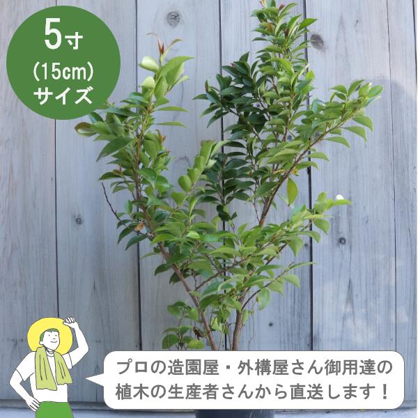 ［生み出すこと者直送］ヒサ柿  樹高約40珊 15珊ポット植木 常緑かん木  植栽 生け垣 ［IO］