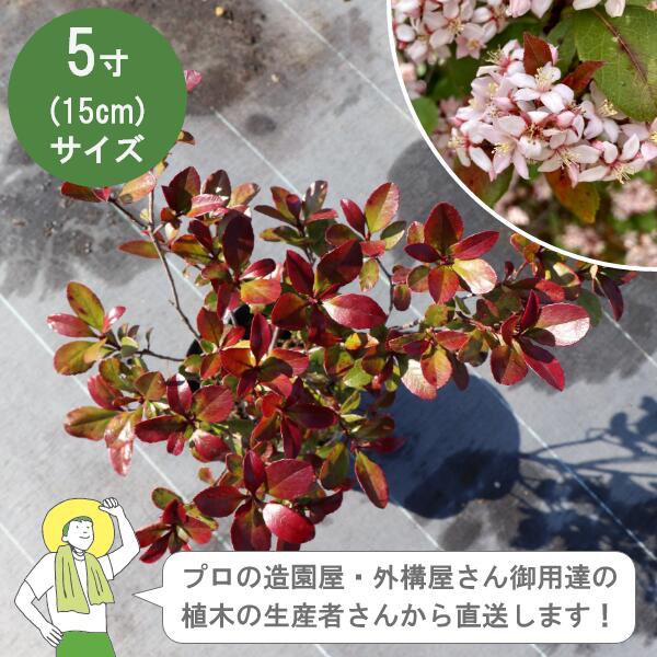 ［生み出すこと者直送］ヒメシャリンバイ  樹高約30珊 15珊ポット 色つや岩礁 植木 常緑かん木  植栽 生け垣［IO］