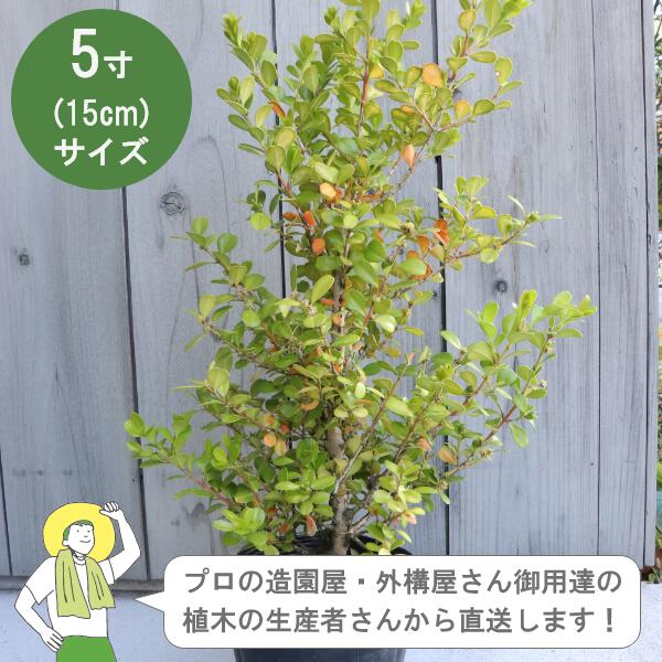 ［生み出すこと者直送］ボックス席白木 西洋ツゲ  樹高約30珊 15珊ポット 生け垣 環堵 植木 常緑かん木  植栽 ［IO］