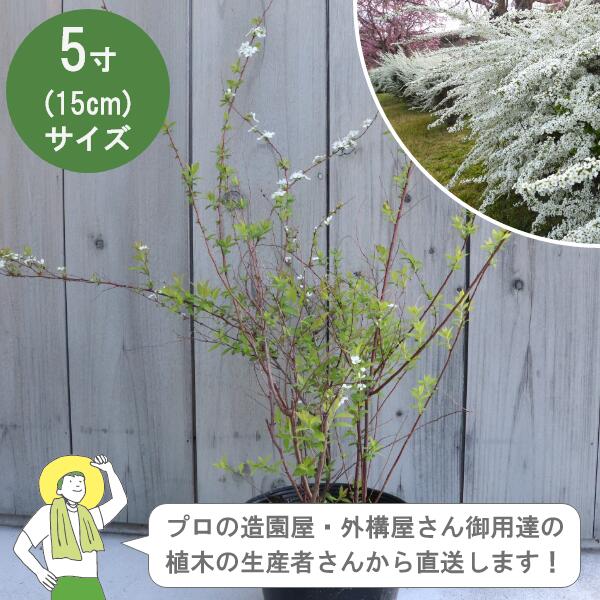 ［生み出すこと者直送］ユキヤナギ  樹高約30珊 15珊ポット シモツケ 雪柳 植木 落葉かん木  植栽 ［IO］