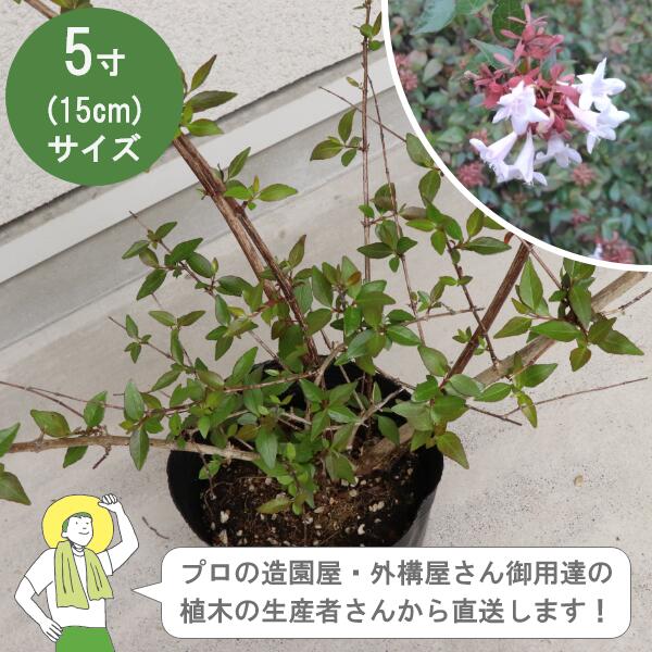 ［生産者直送］アベリア ベーシック 緑葉（半常緑） 樹高約30cm 15cmポット 垣根　生け垣　植木　常緑低木 植栽　スイカズラ科 ［IO］