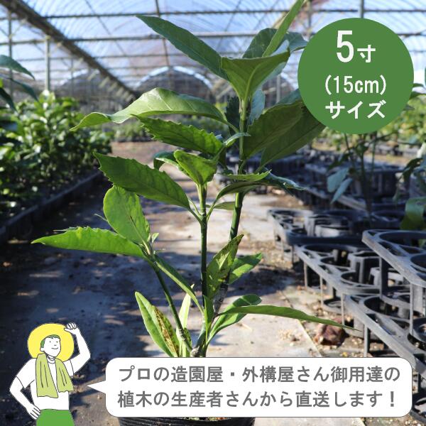［生み出すこと者直送］アオキ  緑葉  樹高約30糎 15糎ポット アオキバ 青木 植木 常緑かん木  植栽 アメリカヤマボウシ科［IO］