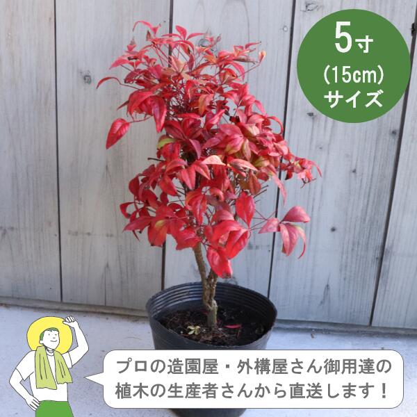 ［生み出すこと者直送］オタフクナンテン 常緑 かん木  樹高 約25珊 15珊ポット 生け垣 環堵 植栽［IO］