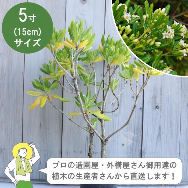 ［生み出すこと者直送］トベラ  樹高約30糎 15糎ポット 生け垣 垣根 植木 常緑かん木  植栽 ［IO］