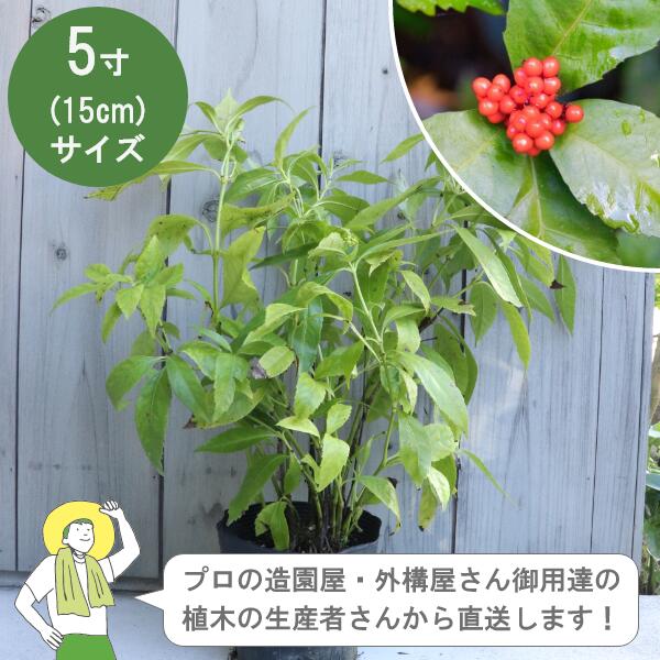 ［生み出すこと者直送］センリョウ（千両）真っ赤実  常緑 かん木  樹高約30糎 15糎ポット  相図 柊 植木   植栽 センリョウ科 /［IO］