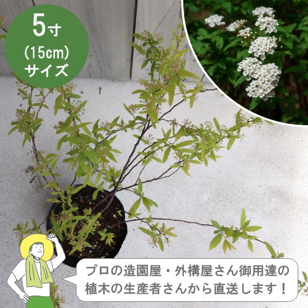 ［生み出すこと者直送］コデマリ  樹高約30珊 15珊ポット 生け垣 環堵 植木 落葉かん木  植栽 ［IO］